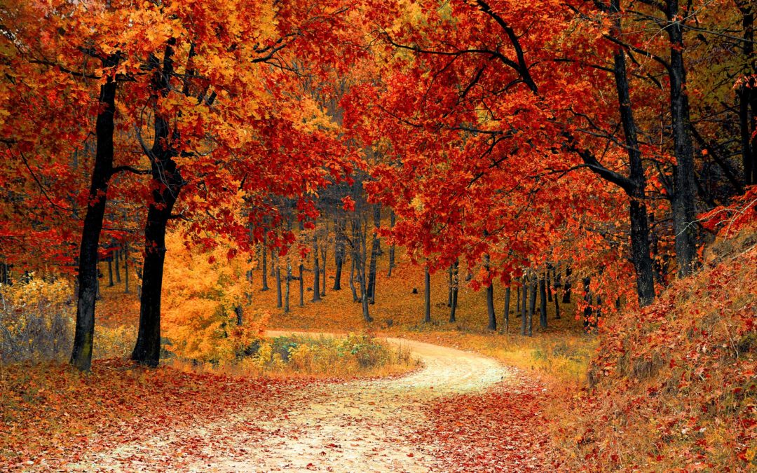 Fall: A Beautiful Reminder to Prevent Falls